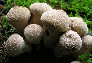 Pýchavka obecná - Lycoperdon perlatum Pers. 1796