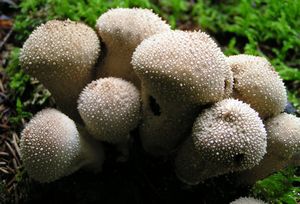 Pýchavka obecná - Lycoperdon perlatum