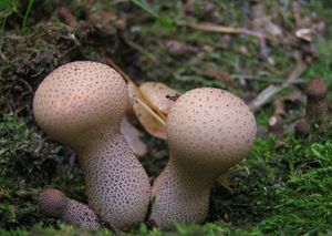 Pýchavka palicovitá - Lycoperdon excipuliforme (Scop.) Pers. 1801