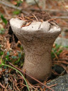 Pýchavka palicovitá - Lycoperdon excipuliforme (Scop.) Pers. 1801