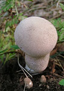 Pýchavka palicovitá - Lycoperdon excipuliforme (Scop.) Pers. 1801