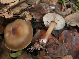 Penízovka kuželovitá - Rhodocollybia butyracea f. asema