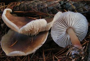 Penízovka kuželovitá - Rhodocollybia butyracea f. asema