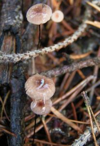 Špička žíněná - Gymnopus androsaceus (L.) Della Maggiora & Trassinelli 2014