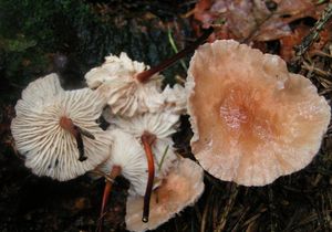 Špička česneková - Marasmius scorodonius