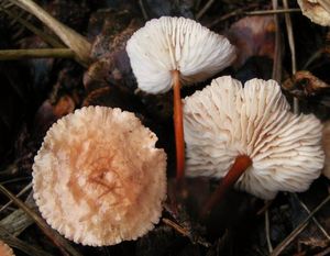 Špička česneková - Marasmius scorodonius