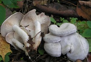 Líha srostlá - Leucocybe connata (Schumach.) Vizzini, P. Alvarado, G. Moreno & Consiglio