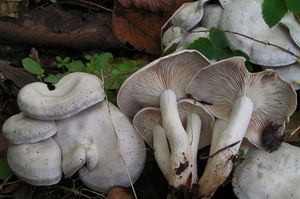 Líha srostlá - Leucocybe connata (Schumach.) Vizzini, P. Alvarado, G. Moreno & Consiglio