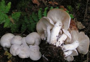 Líha srostlá - Leucocybe connata (Schumach.) Vizzini, P. Alvarado, G. Moreno & Consiglio