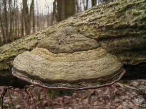 Troudnatec kopytovitý - Fomes fomentarius  (L.:Fr.) Fr.