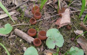 Hlízenka hlíznatá - Sclerotinia sclerotiorum (Lib.) de Bary