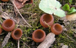 Hlízenka hlíznatá - Sclerotinia sclerotiorum (Lib.) de Bary