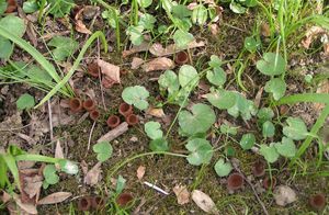 Hlízenka hlíznatá - Sclerotinia sclerotiorum (Lib.) de Bary