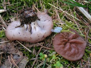 Destice chřapáčová - Gyromitra perlata