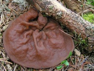 Destice chřapáčová - Gyromitra perlata