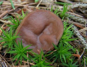 Destice chřapáčová - Gyromitra perlata