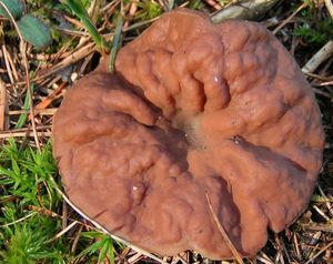 Destice chřapáčová - Gyromitra perlata