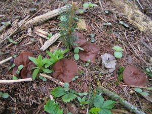 Destice chřapáčová - Gyromitra perlata