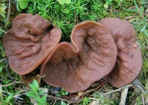 Destice chřapáčová - Gyromitra perlata