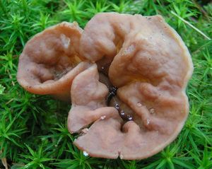 Destice chřapáčová - Gyromitra perlata