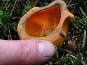 Klikni pro velký obrázek