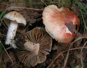 Vláknice začervenalá (Patouillardova) - Inocybe erubescens A. Blytt 1905