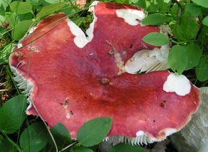 Klikni pro velký obrázek