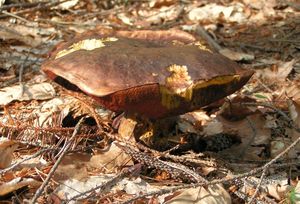 Klikni pro velký obrázek