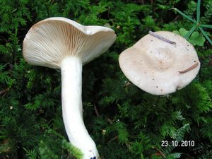 Ryzec bledoslizký - Lactarius albocarneus Britzelm. 1895