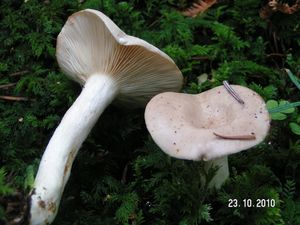 Ryzec bledoslizký - Lactarius albocarneus Britzelm. 1895