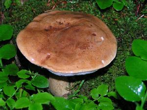 Klikni pro velký obrázek