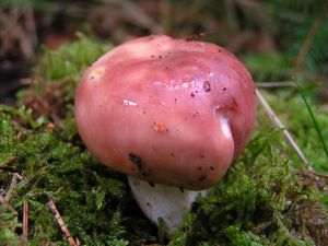 Holubinka mandlová - Russula vesca Fr. 1836