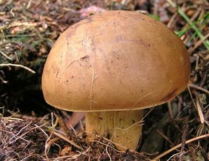 Klikni pro velký obrázek