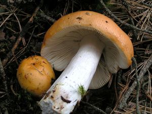 Holubinka odbarvená - Russula decolorans (Fr.) Fr. 1838