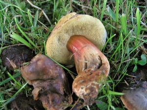 Klikni pro velký obrázek