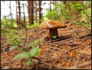 Klikni pro velký obrázek