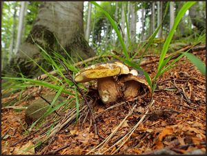 Klikni pro velký obrázek