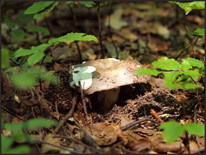 Klikni pro velký obrázek