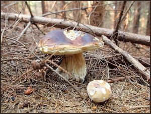 Klikni pro velký obrázek