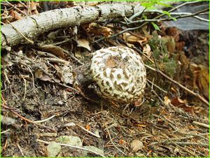 Klikni pro velký obrázek