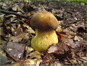 Klikni pro velký obrázek