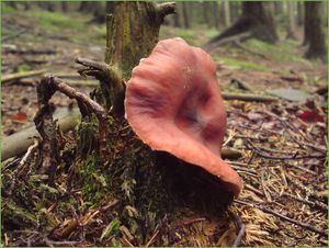 Klikni pro velký obrázek