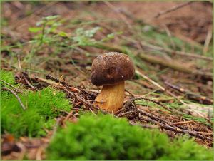 Klikni pro velký obrázek