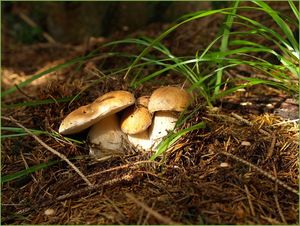 Klikni pro velký obrázek