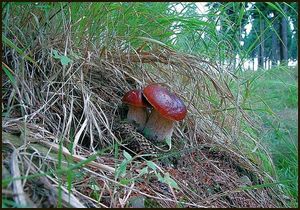 Klikni pro velký obrázek