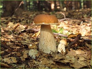 Klikni pro velký obrázek