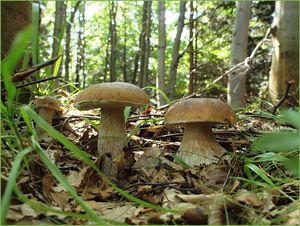 Klikni pro velký obrázek