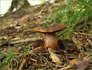 Klikni pro velký obrázek