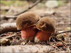 Klikni pro velký obrázek