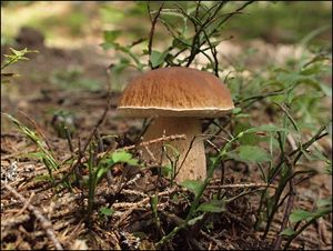 Klikni pro velký obrázek